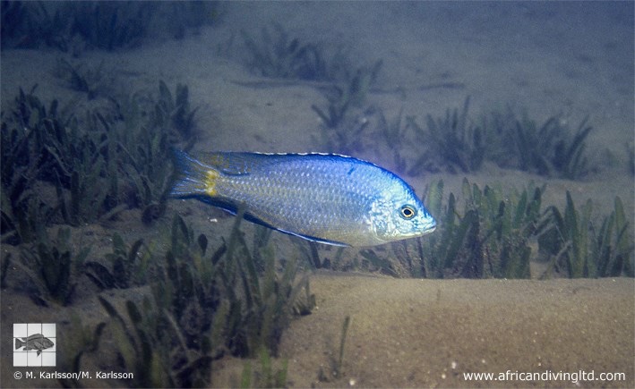 Protomelas pleurotaenia 'Mbamba Bay'